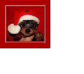 love ly yorkie puppy for sale