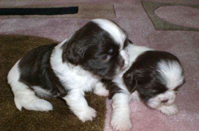 SHIH TZU puppies For Adoption
