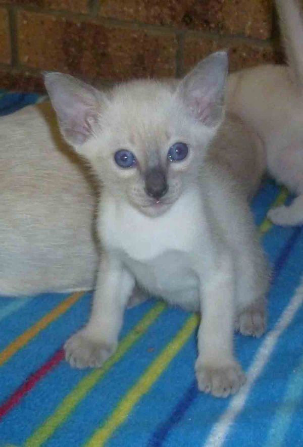 Siamese Kittens Available