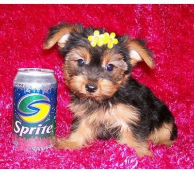Beautiful Tea Cup Yorkie Puppy Available