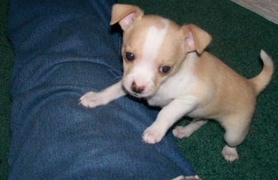 nice looking chihuahua puppies for sale.teacup size.