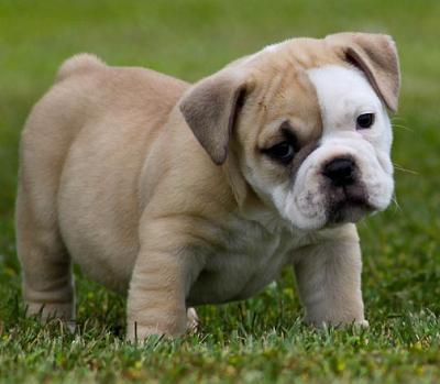 Two Charming English Bulldog Puppies for sale