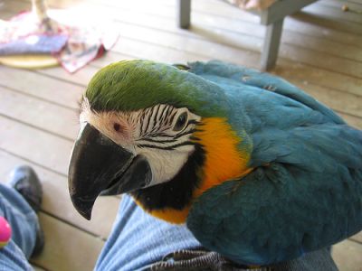 Talkative Pair Of Blue & Gold Macaw Parrots Avalable.