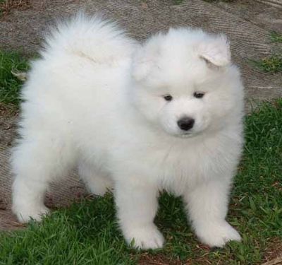 Cute Samoyed Puppies For ale $400 
