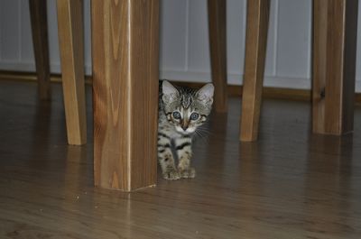 Exotic Savannah, Serval, Bengal and Ocelot Kittens for sale (TICA Registered)