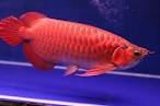 We supply live Super Red, Red Asian Arowana,jardini Arowana,Chili Red,Golden Arowana and others