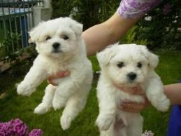 Affectionate Maltese puppies -$450