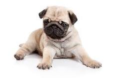 litter Pug puppies for sale .