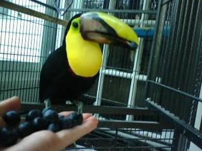 Well Tammed  Toucan Pairs For Sale