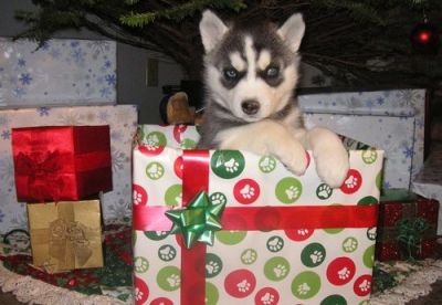 blue Eyes Akc Microchipped Puppies Ready For Christmas~