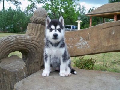lovely nice looking siberian husky puppy  for sale, for good home care