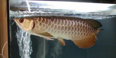 Golden red arowana fish for sale