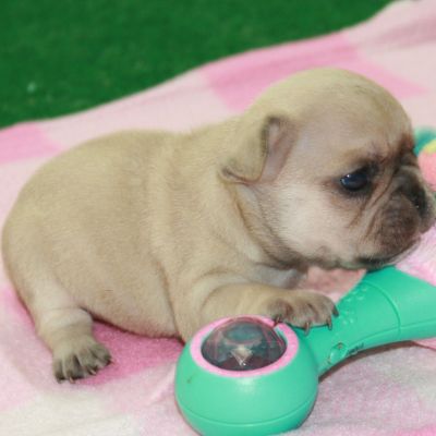cute and lovely french bulldog puppies for a loving home