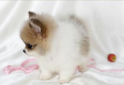 Tea Cup Pomeranian Puppies for sale