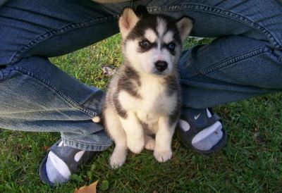Adorable Siberian husky Puppies For X Mass very happy