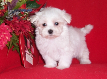 Beautiful maltese pups for free adoption. 