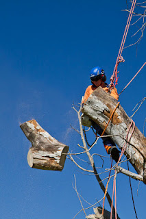 Affordable Tree Removal Service Castle Hill