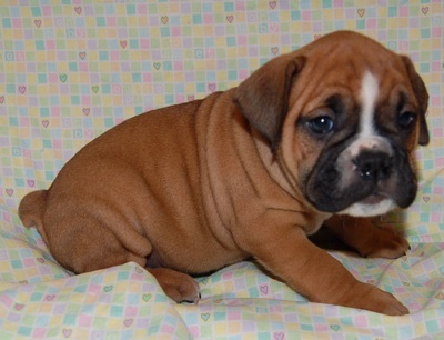 Lovely English Bulldog Puppies