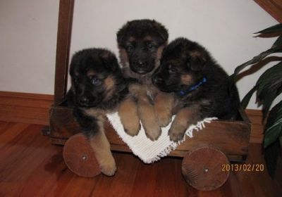 cute and adorable german shepherd puppies for sale