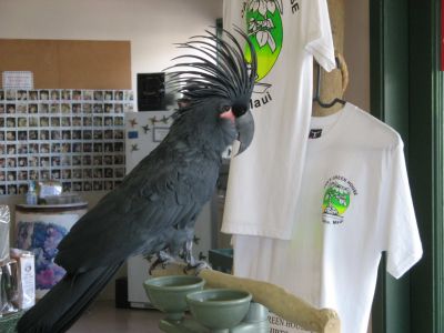   Exotic Macaw parrot birds available