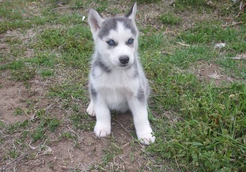Blue Eyed Siberian Husky Puppies !!! Absolutely Adorable !! 