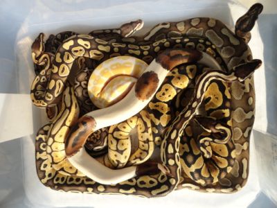 Ball Pythons for sale