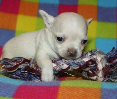 Cute chihuahua puppies for adoption