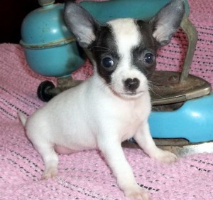 Charming and lovely 12 weeks old chihuahua puppies