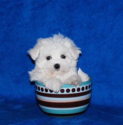 X-mas Tea Cup Maltese Puppies For Adoption