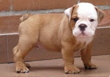 Gorgeous English Bulldog Puppies