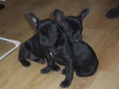 Gorgeous male and Female Fawn Black French Bulldog Puppies.