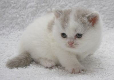amazing male and female   british shorthair kittens
