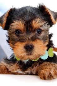 two tiny micro teacup yorkie puppies available