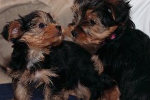 charming Yorkshire Terrier puppies for sale