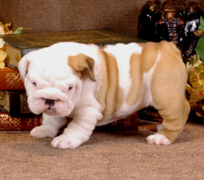 Quality English Bulldog Puppies For Sale