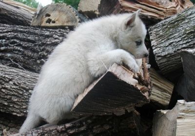 Siberian Husky Puppies for Sale