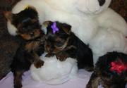 adorable yorkie puppies for free adoption....