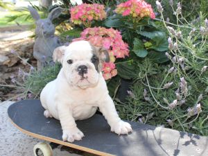 AKC Champion Grand Sired English bull dog puppies…