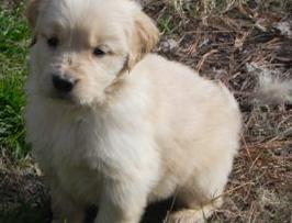 Charming golden retriever Puppies For Sale