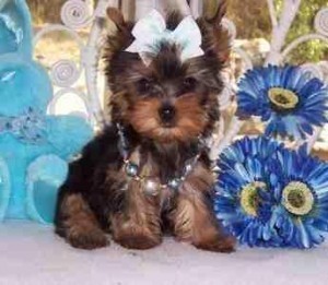 I HAVE TWO TEACUP YORKIE PUPPIES FOR A LOVELY HOME