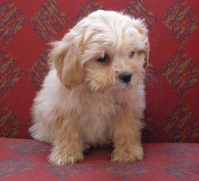 King Charles Spaniel Puppies For Sale 