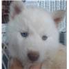 cute siberian husky puppy for rehoming