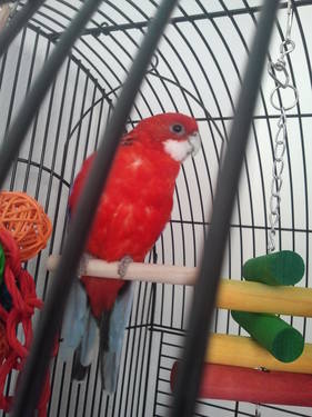 Fiery Golden Mantle Rosella  - $450