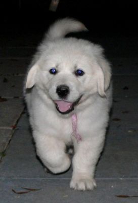 Golden retriever puppies for families that love them