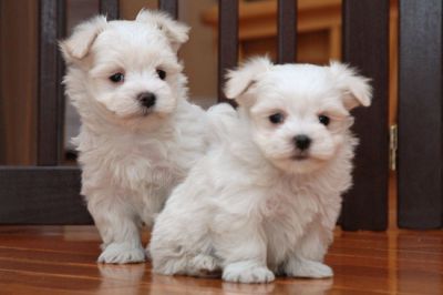 Adorable Male and Female Maltese Puppies For Free Adoption