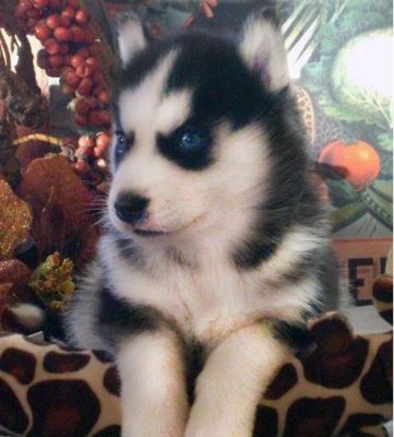 Cute Siberian Husky free for adoption