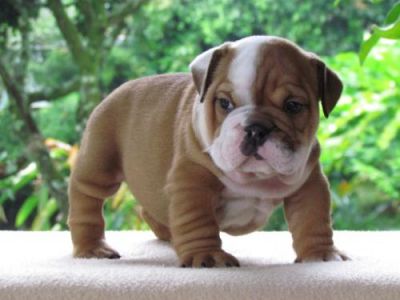 Beautiful Pedigree New Bullie Puppies, Lovingly Home Reared With Children ... for sale.