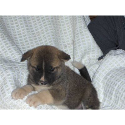 Akita inu puppies Lovely