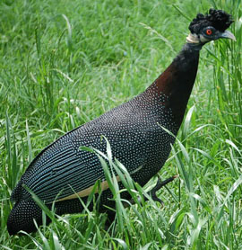 PEAFOLWS,GENE FOLWS , OSTRICH , DUCKS, TURKEY FOR SELL
