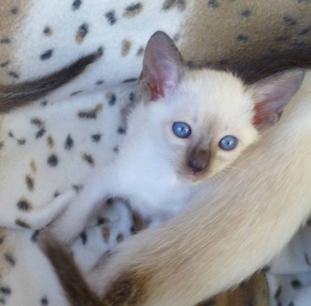 Siamese Kittens Available